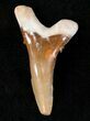 Lower Hemipristis Fossil Shark Tooth - Bone Valley #14692-1